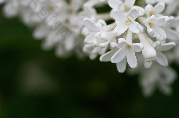 开花普通丁香丁香灌木白色品种。春天的景色，一束娇嫩的花。百合花盛开的白色植物，特写