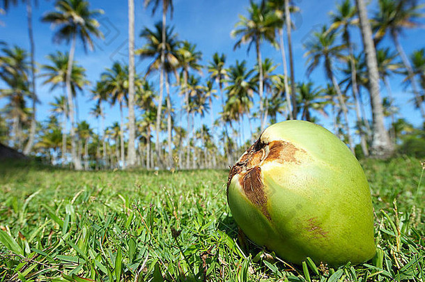 椰子坐在高高的绿色椰子树前的草地上，热带巴西天空，巴西北部