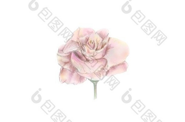 粉红色的玫瑰白色背景花插图