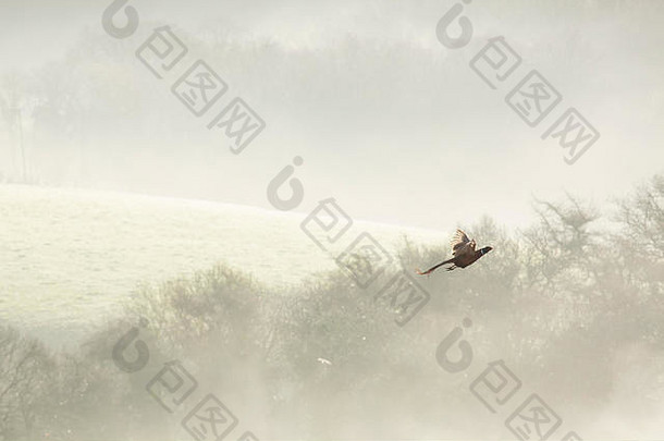 一只雄雉在雾气弥漫的山谷中飞得很高