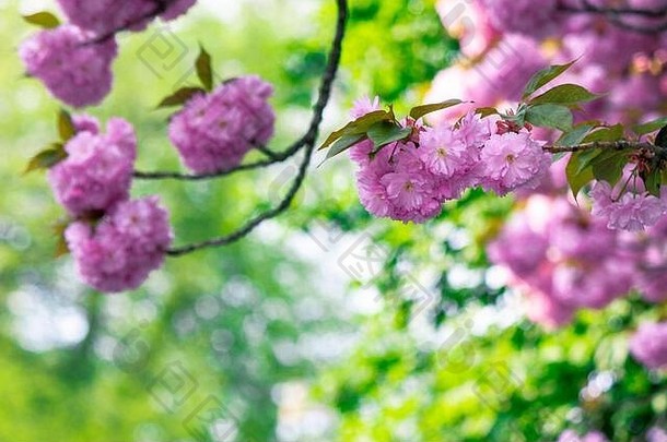 粉红色的樱桃开花关闭分支比蒂日本樱花季节美妙的自然背景