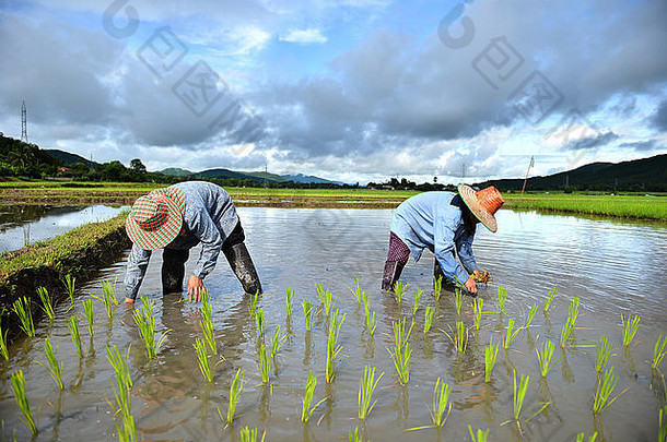泰国农民在水稻种植园工作