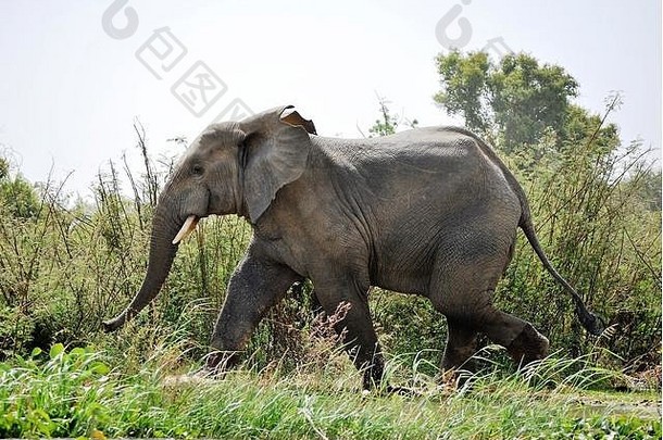 非洲尼日尔W野生动物保护区公园里的一头非洲象