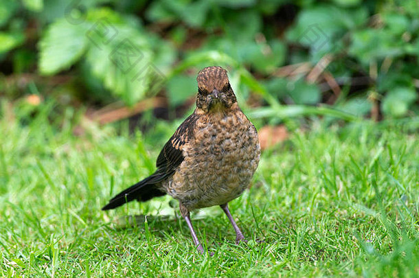 英国阿尔萨格柴郡，一只羽翼未丰的小黑鸟在<strong>花</strong>园的草坪上觅食