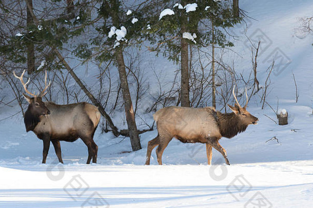 麋鹿在加拿大冬雪中行走
