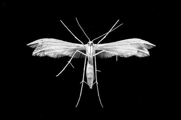 在孤立的黑色背景上用白色蛾子底部特写拍摄的惊人的微距镜头