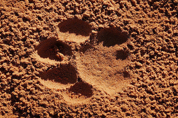 南非松软沙滩上一只成熟狮子（美洲狮）的爪子印记