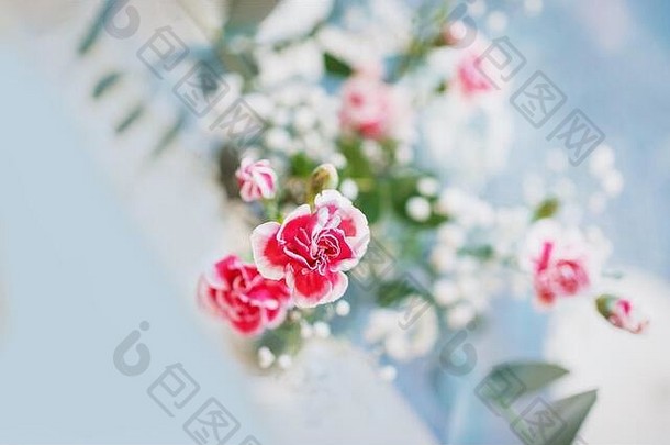 蓝灰色粉彩背景上的小红白康乃馨花，空间