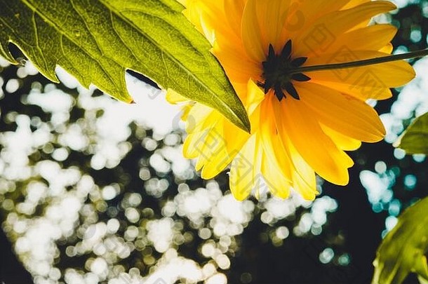 黄色的花黄雏菊属拉西尼亚塔goldquelle开放