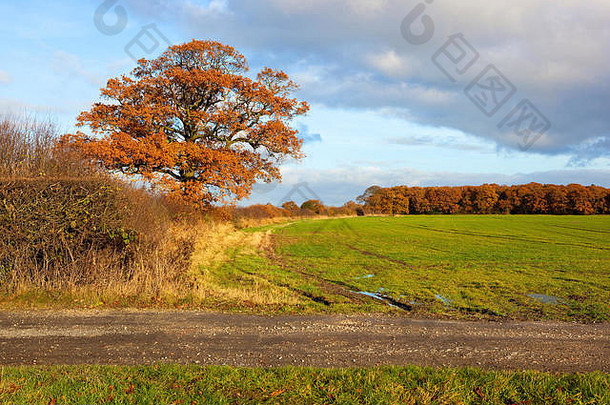 秋天，约克郡农田里，一幅<strong>英国风景</strong>画，一棵橡树，树篱和一条石路旁的林地。