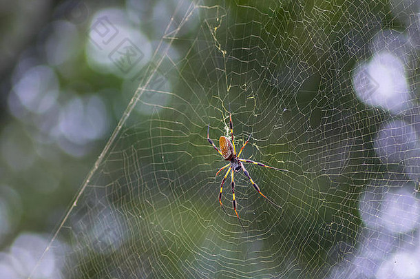 在布拉索斯本德州立公园，一只巨大的<strong>金色</strong>丝球织布蜘蛛在它的网上