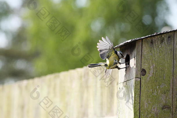 一只蓝山雀带着一只捕获的昆虫<strong>返</strong>回巢箱，准备孵化幼鸟。巢箱在栅栏上。五月拍摄的野生动物<strong>场</strong>景
