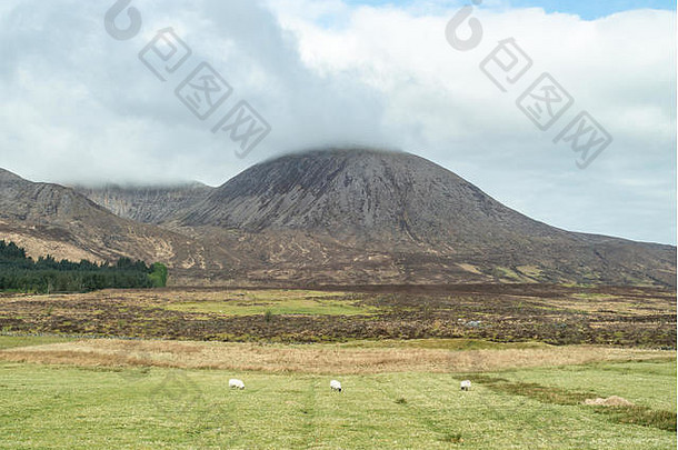sheeps前面黑色的奎林山范围岛斯凯岛苏格兰