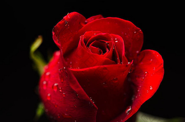 一朵美丽的红玫瑰，在黑色的背景上有水滴，有空间或发送文本。