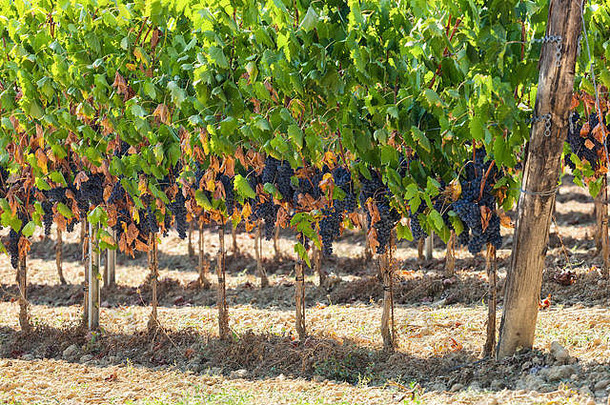 托斯卡纳葡萄园，红葡萄准备收割。
