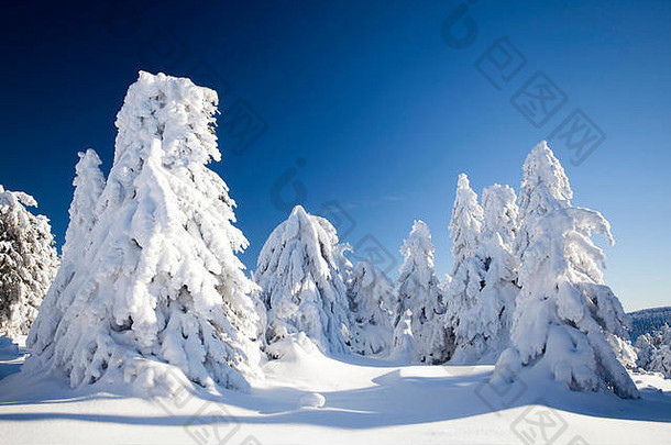 冬季仙境-以雪松为背景的圣诞节