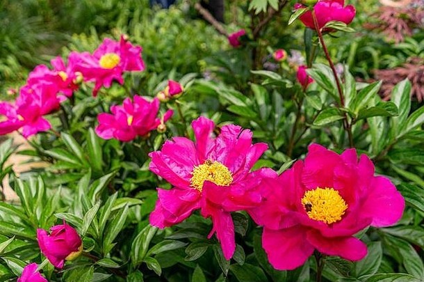 色彩鲜艳的牡丹日益增长的花园