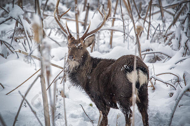 俄罗斯冬季森林中的鹿