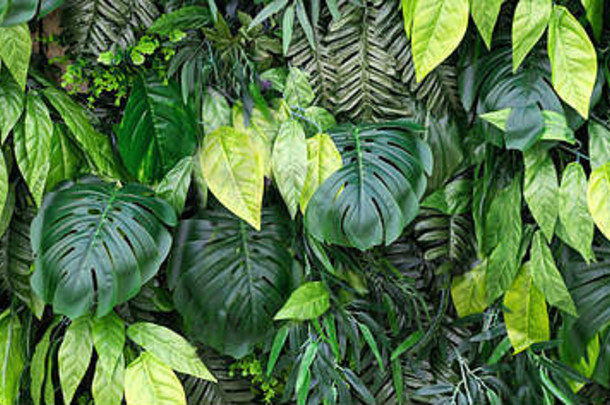 热带叶和花的背景。热带绿叶垂直花园的自然背景