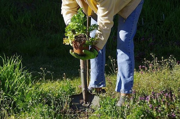 种植蔬菜春天花园女人挖掘草本植物地面手工作