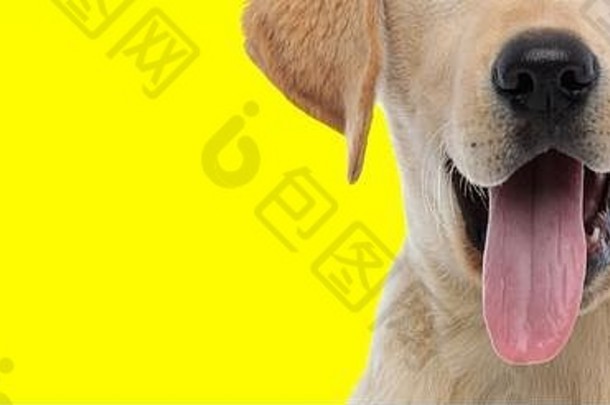 黄色工作室背景上拉布拉多猎犬舌头的特写镜头