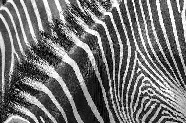 斑马条纹抽象图案，格雷维斑马，桑布鲁保护区，肯尼亚