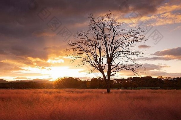 韩<strong>国庆</strong>州，秋天，美丽的日出景观，粉<strong>红色</strong>的茂密草地上有一棵树