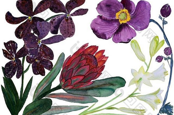 一束美丽的鲜花，水彩插图。热带花：海葵、海葵和百合