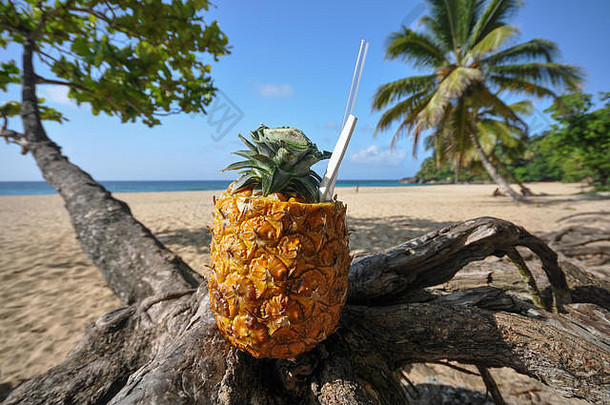 在多米尼加共和国卡布雷拉的卡布雷拉海滩，新鲜的菠萝放在棕榈树上。