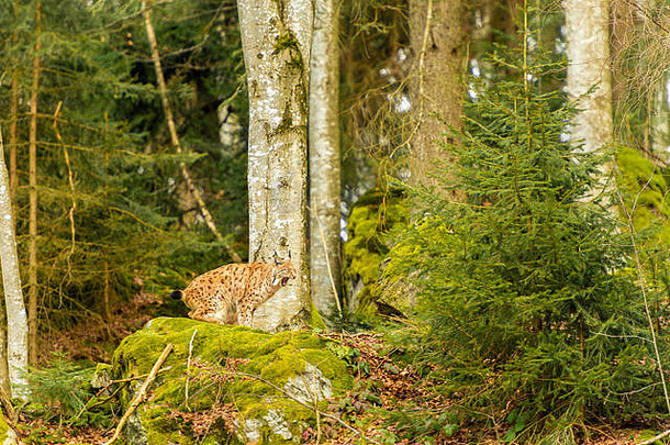 美丽的欧亚猞猁（Lynx Lynx）描绘了一个遥远的森林冬<strong>天</strong>，在一块岩石露头上打呵欠的场景。背景