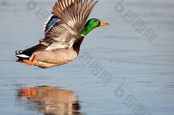 绿头鸭从冰冷的湖中起飞