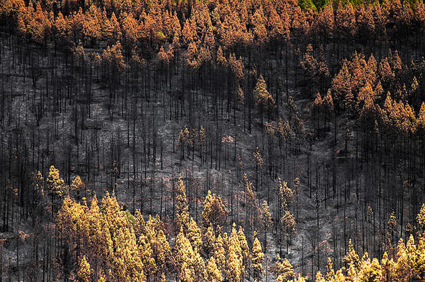 大加那利岛野火8月走路线克鲁兹特赫达阿特纳拉加那利群岛人松树度火损害