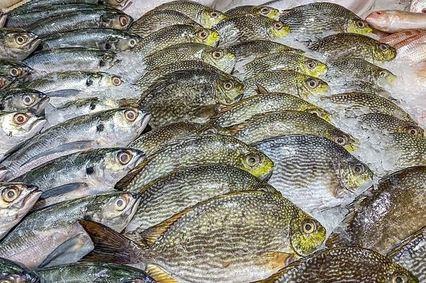 分类新鲜的鱼出售海鲜市场