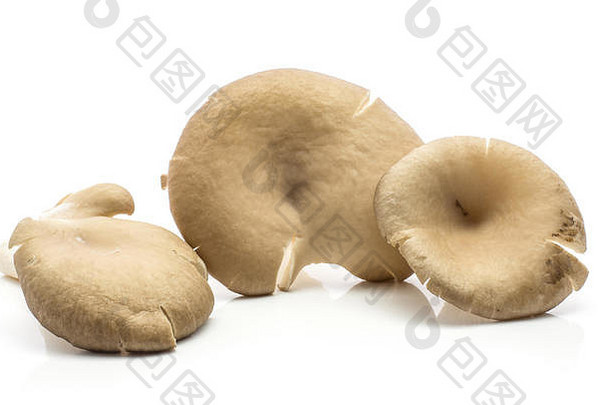 牡蛎蘑菇（三帽平菇），在白色背景上分离，生食