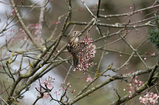 獬鸫画眉图尔杜斯viscivorus花楸属灌木威尔士浦中期威尔士
