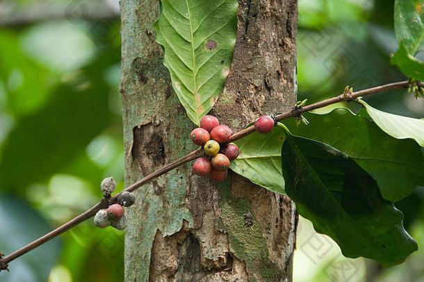 巴厘岛有机红色的咖啡植物树
