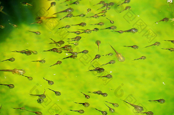 蝌蚪家庭绿色自然背景找到食物水