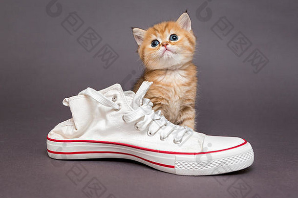 灰色背景的英国小猫和白色运动鞋