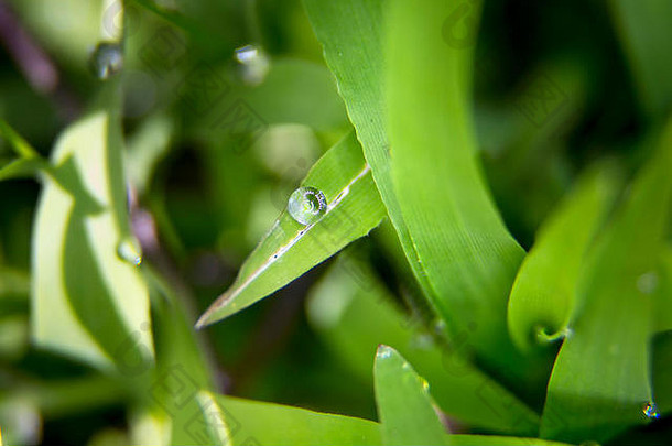 小麦草叶片上水滴的宏观特写。这种草被用作抗氧化剂。这幅图像描绘了自然和健康。