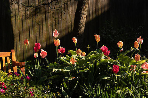 生长在花园里的郁金香，时令花卉，自然鲜艳的花朵，春夏色彩
