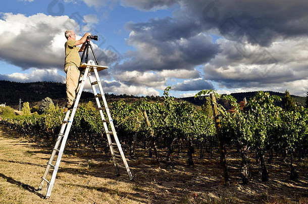 加拿大不列颠哥伦比亚省纳拉马塔奥卡纳根山谷的一位高级成年男子正在拍摄葡萄园风景。