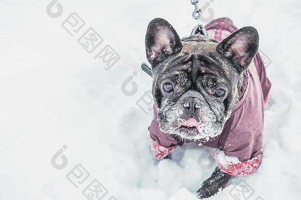 一只伸出舌头的哈巴狗和他的主人一起在深雪中行走。穿冬衣的灰色老狗。空间。