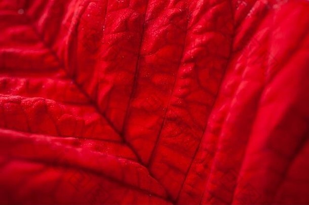 明亮的红色的叶热带植物摘要自然宏照片背景