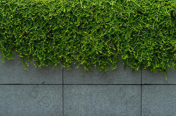 绿色的叶子覆盖着常春藤的混凝土墙纹理背景。用于空气净化的植物墙。绿色墙壁常春藤，降低建筑能耗。