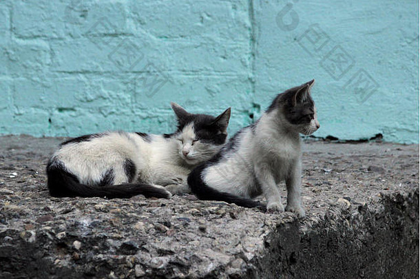街上流浪的猫和小猫