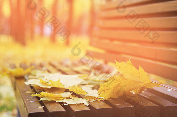 秋天叶子板凳上森林红色的橙色秋天叶子背景