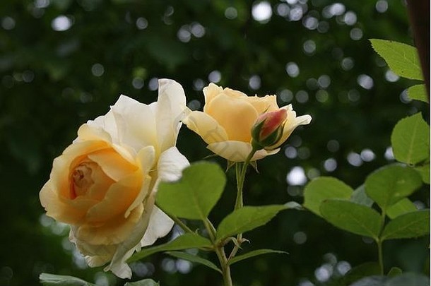 黄色的英语<strong>玫瑰</strong>格雷厄姆托马斯。美丽的布鲁姆