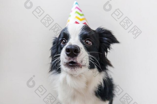 可爱的笑眯眯的小狗博德牧羊犬戴着生日傻帽看着隔离在白色背景上的摄像机的滑稽肖像。生日快乐派对理念。有趣的宠物动物生活