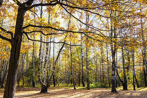 阳光明媚的秋天，橡树和桦树林中的草地