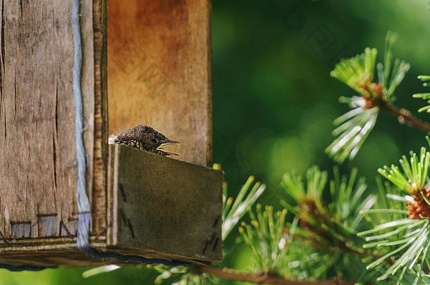 普通的小画眉鸟张着嘴坐在里面的巢穴里，古老的木制手工喂养槽挂在松树上，等待着春天的到来